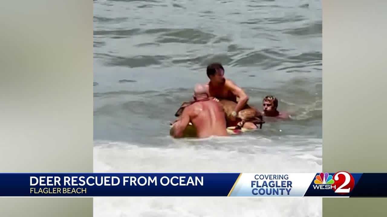 Lifeguards rescue deer struggling in water on Florida beach