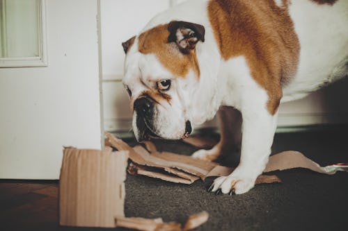 Do Dogs Know When They're In Trouble? Experts Explain