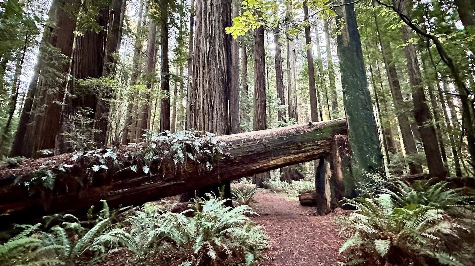 California's Small, Wildly Enchanting State Park Boasts Otherworldly Redwood Groves Far Off Tourist's Trail