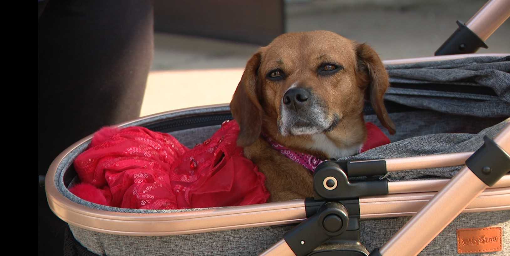 'She’s just a beautiful, special dog':﻿ Rescue dog begins new life as service animal